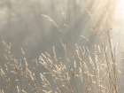 USA, Washington State, Seabeck. Close-up of grass seedheads. Art Print